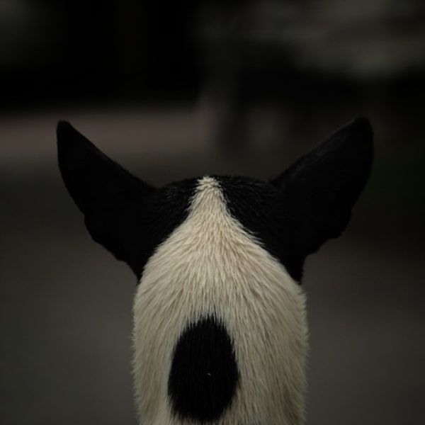 DOGTV Affiliate Program