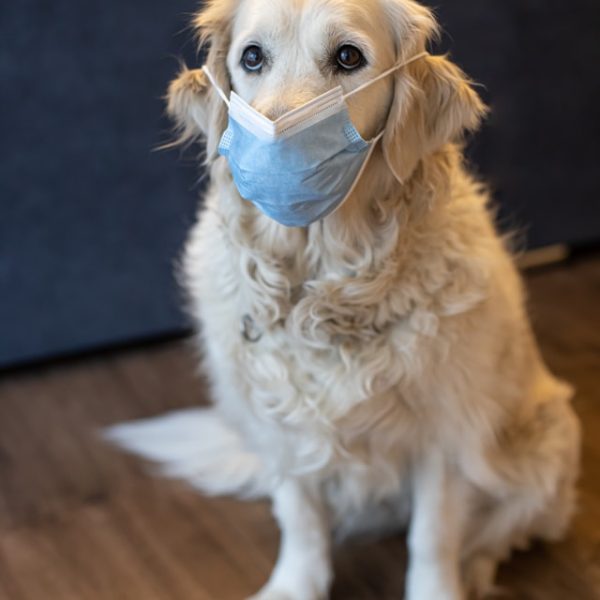 Pets Best Affiliate Program