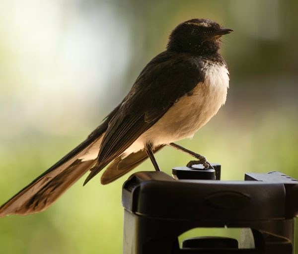 Birdfy Affiliate Program