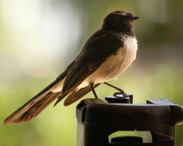 Birdfy Affiliate Program